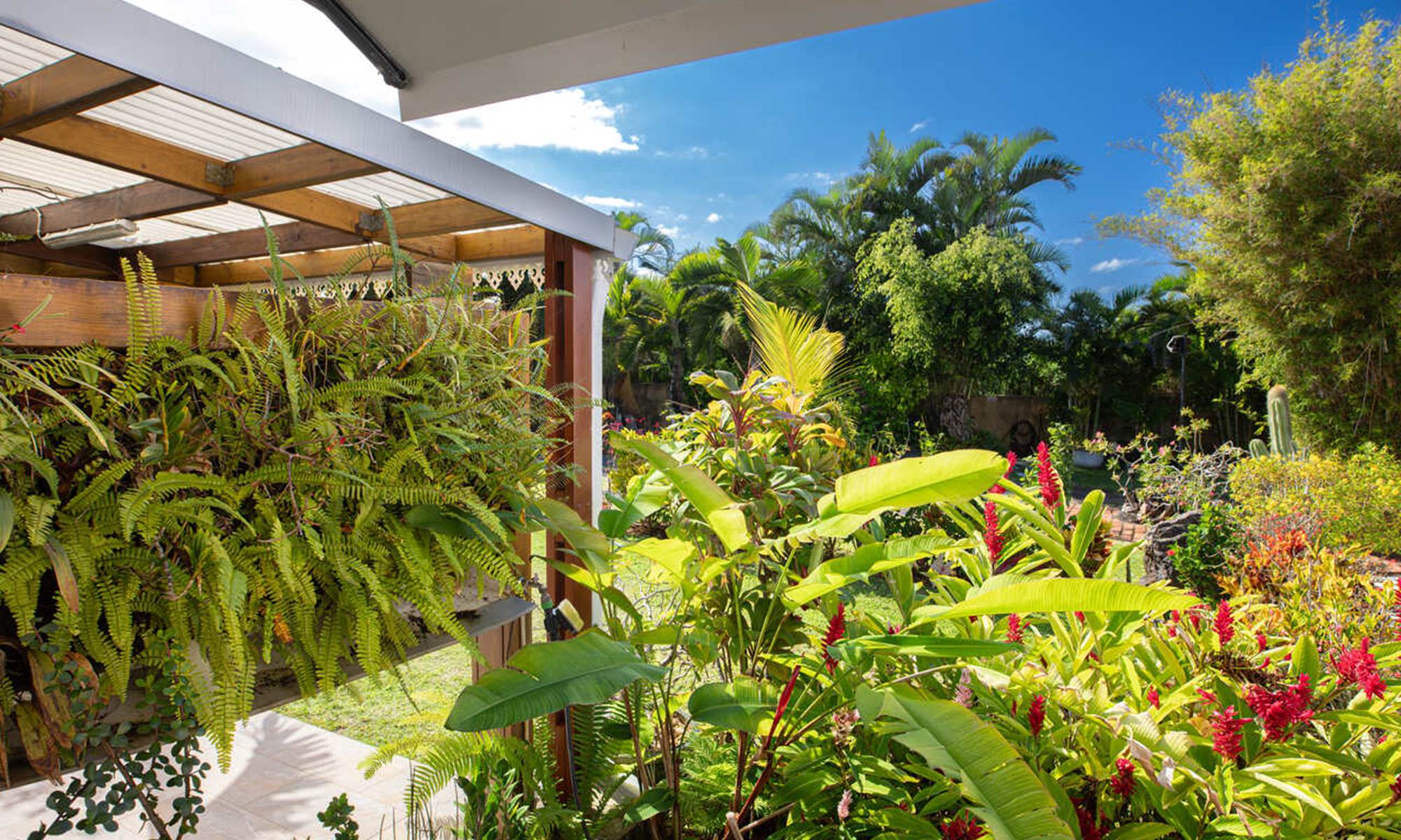 Le jardin tropical du Tillandsia vu depuis le salon